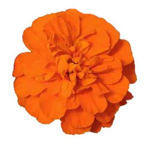 Bild von Tagetes kleinbl P9 Deep Orange